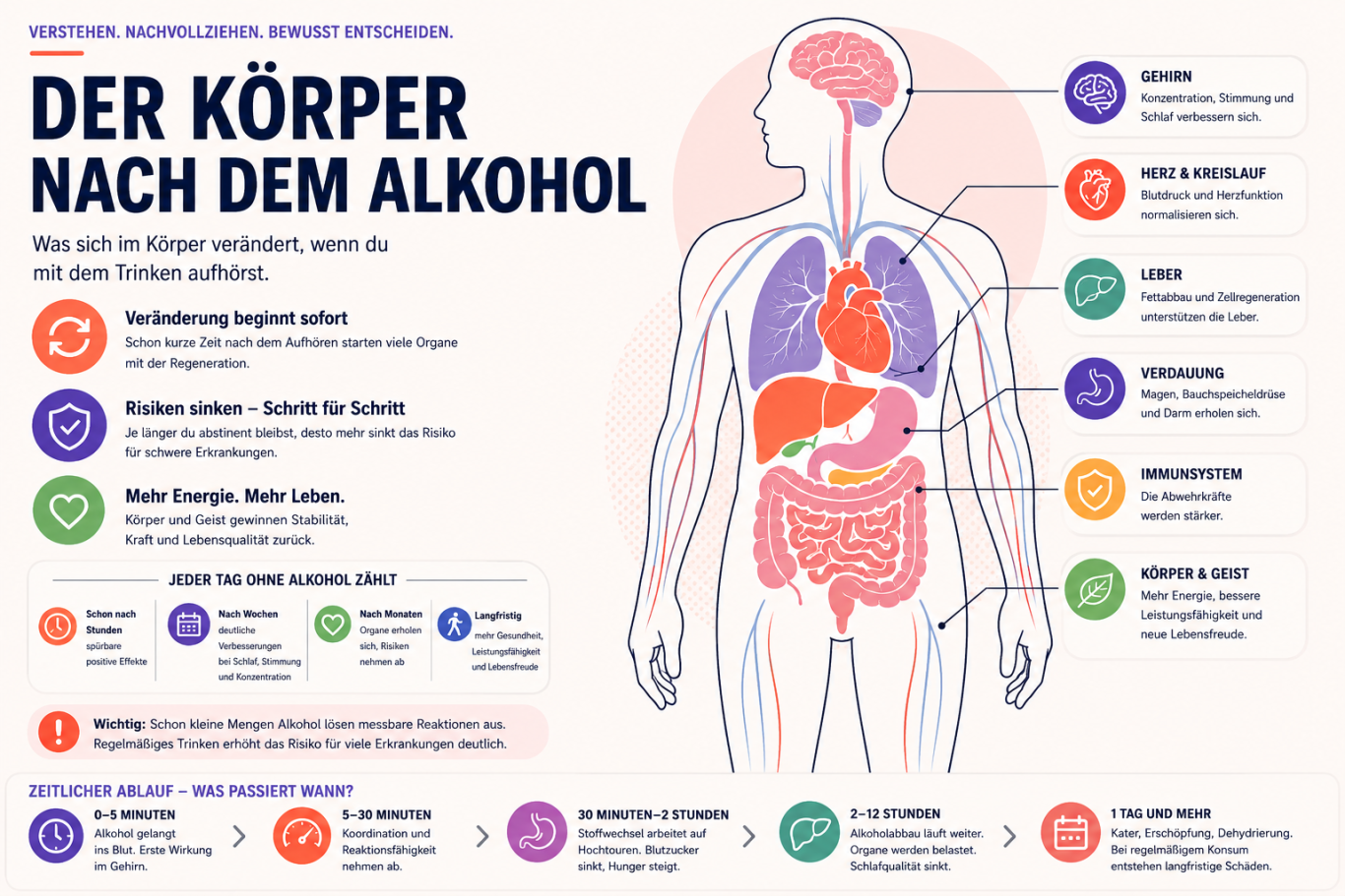 koerper-erholung-nach-alkohol.png Erholung des Körpers nach Alkohol: Gehirn, Herz, Leber, Verdauung, Immunsystem und Leistungsfähigkeit.
